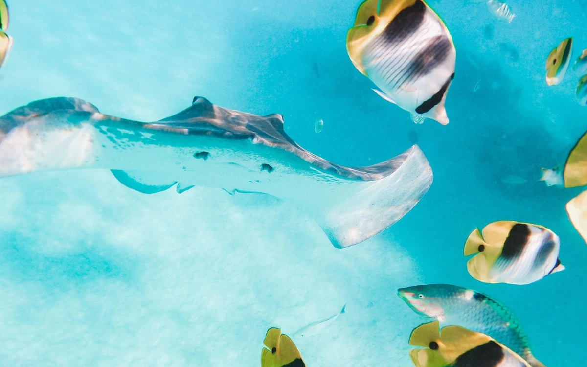 A stingray gliding over white sand among black, white and yellow butterflyfish