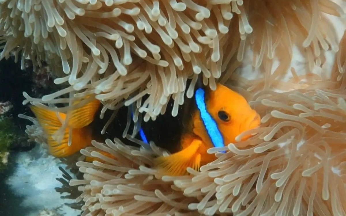 Ein orangefarbener Clownfisch mit blauem Streifen zwischen cremefarbenen Anemonententakeln