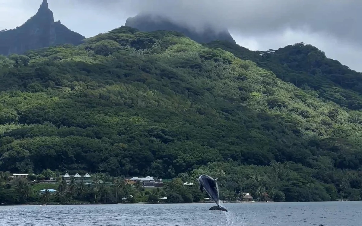 A dolphin leaping out of the water below green mountains on Moorea