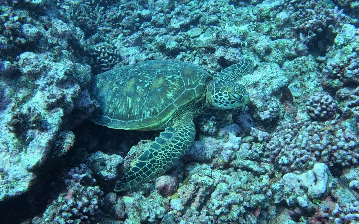 A green sea turtle resting on grey coral rubble