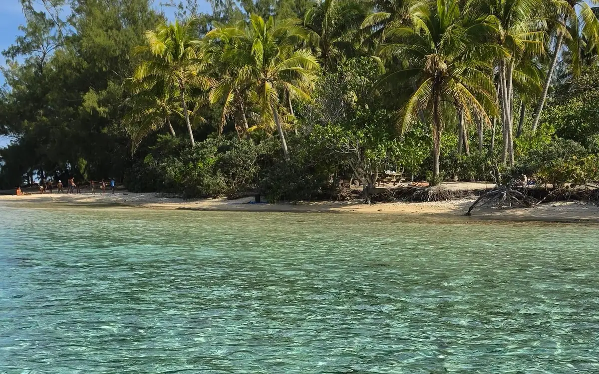 Kokospalmen über einem schmalen Sandstrand, gesehen über flachem grünem Wasser