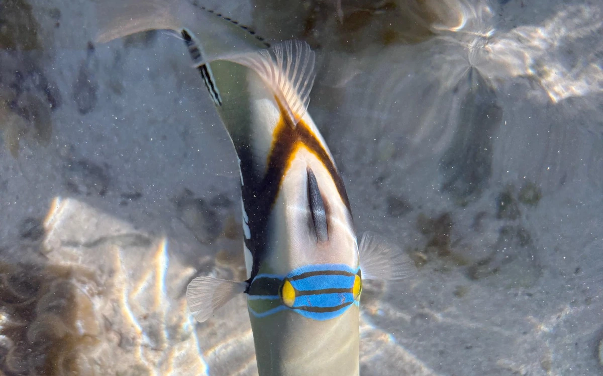 A triggerfish with a blue and yellow band across its face over pale sand