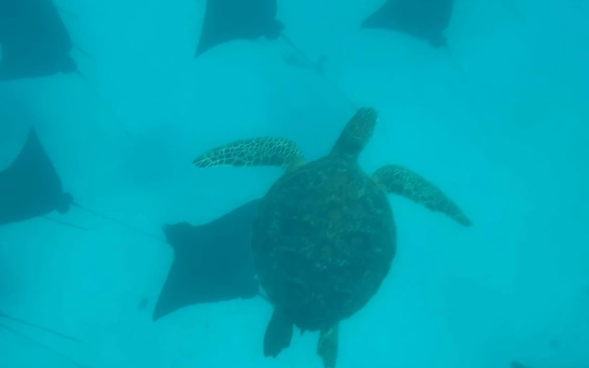 A sea turtle swimming over pale sand among a group of spotted eagle rays