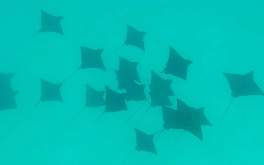 一群斑点鹰鳐滑过浅色沙地