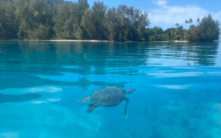 一只海龟在棕榈树环绕的小岛旁清澈泻湖水中游动