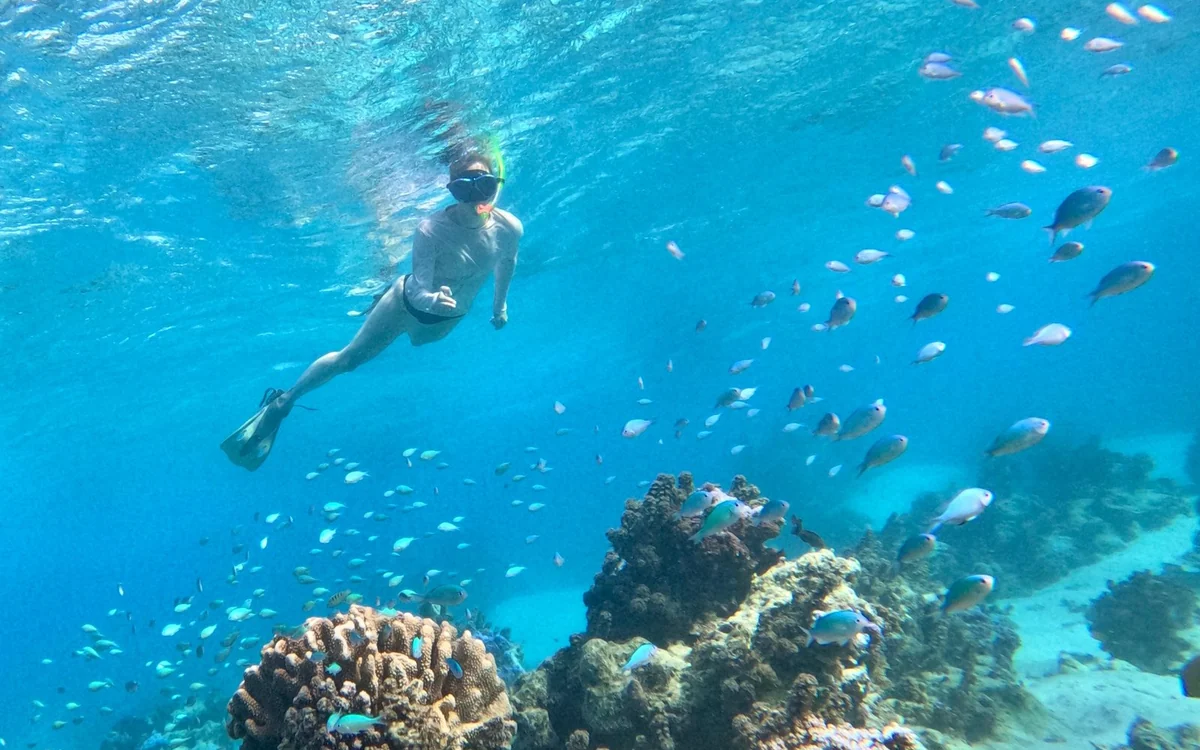 Ein Schnorchler mit Flossen taucht über Korallenköpfen durch einen Schwarm kleiner blauer Fische