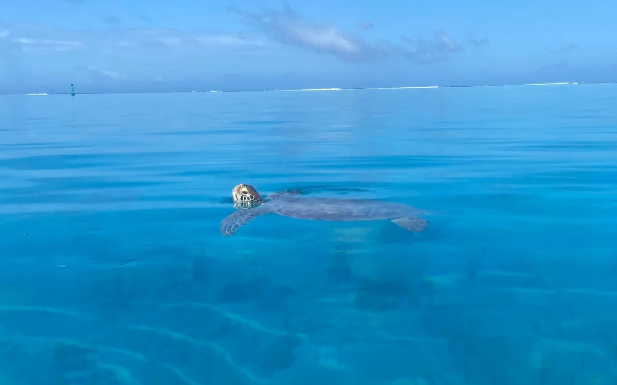A sea turtle lifting its head above flat blue water, the reef line on the horizon